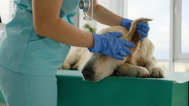 Veterinarian checking golden retriever dog ears during appointment in veterinary clinic