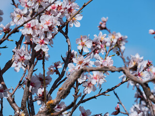 Almond trees in bloom. Almond flowers surrounded of bees pollinating in early spring