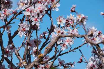 Almond trees in bloom. Almond flowers surrounded of bees pollinating in early spring