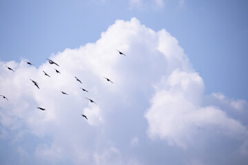 Flock of birds flying in the blue sky