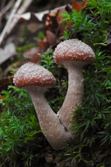 Funghi Armillaria gallica su tappeto di muschio,primo piano