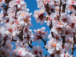 Almond trees in bloom. Almond flowers surrounded of bees pollinating in early spring