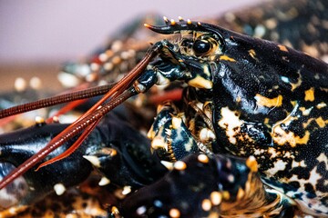 Lobster close  up  