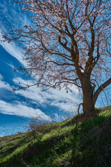 Wild almond tree in bloom in the middle of a meadow in south Spain