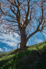 Wild almond tree in bloom in the middle of a meadow in south Spain