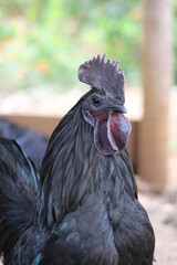 ayam cemani cock