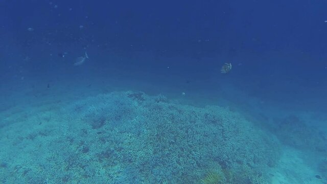 green giant trigger fish in its territory in the sea