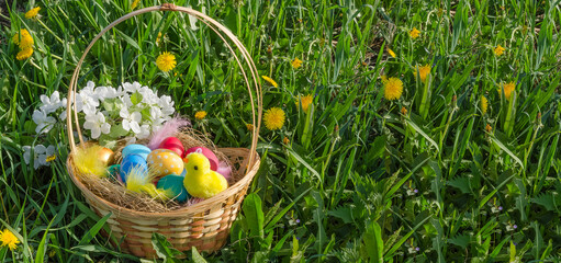 Easter background banner, colorful eggs in a basket in the grass on the lawn with copy space