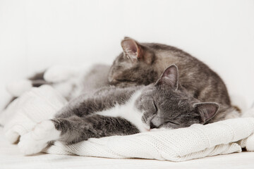 Fototapeta na wymiar Two gray cats sleep together, hug and care. Show tenderness, lie on a soft white knitted sweater.