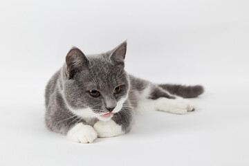 Fototapeta na wymiar Funny gray kitten with white paws socks, isolate on a white background. The pet is watching and playing. Commercial sale, copy space.