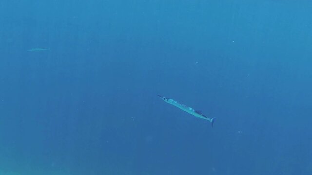 garfish swims in the blue sea