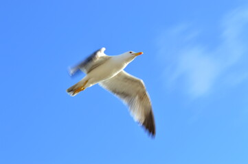 Seagul flying.