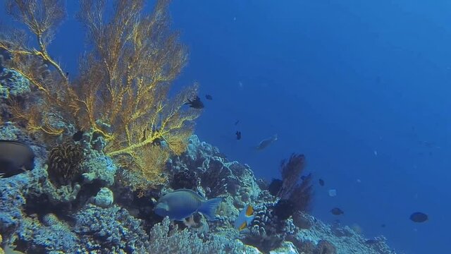 big yellow fan coral