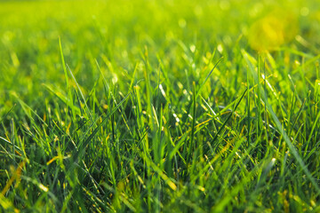 grass