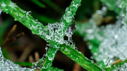 several green blades of grass covered with melting ice or snow, close-up of melting water on the grass, concept of the arrival of spring