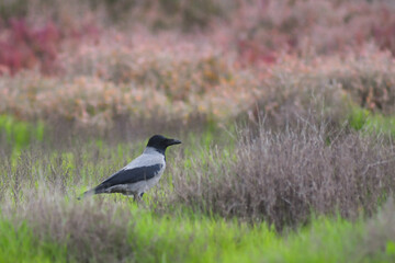 Cornacchia grigia (Corvus corone) con sfondo prateria