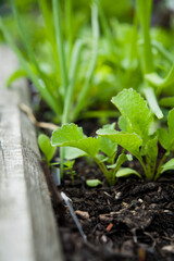 Blooming herbal garden with chives, lavender, rosemary, mint, catnip and many others. Herbs and Medicinal Polands Garden.