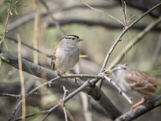 Obraz premium White-crowned Sparrow on a branch