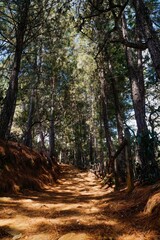 Amazing path in pine forest in the morning