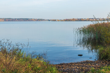 reeds in the water