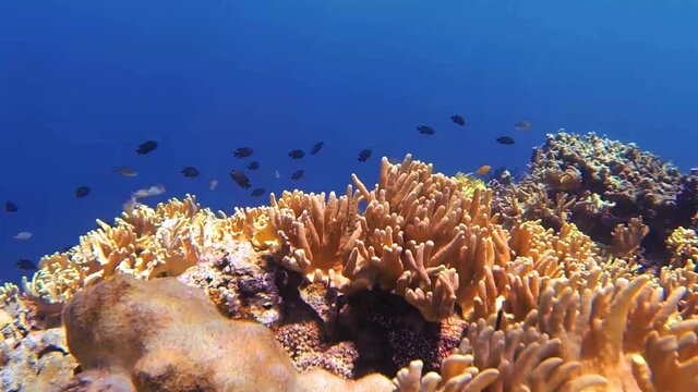 coral and fish while diving