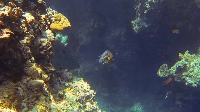 boxfish swims in hiding