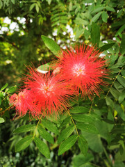 Calliandra blossom in tropic paradise