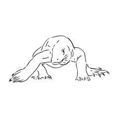 hand drawn, sketch illustration of Komodo dragon. varan vector sketch illustration