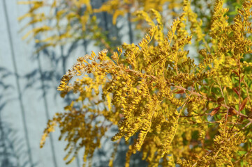 Fototapeta na wymiar close-up - a bush of yellow withering little flowers growing by the fence in the garden in autumn