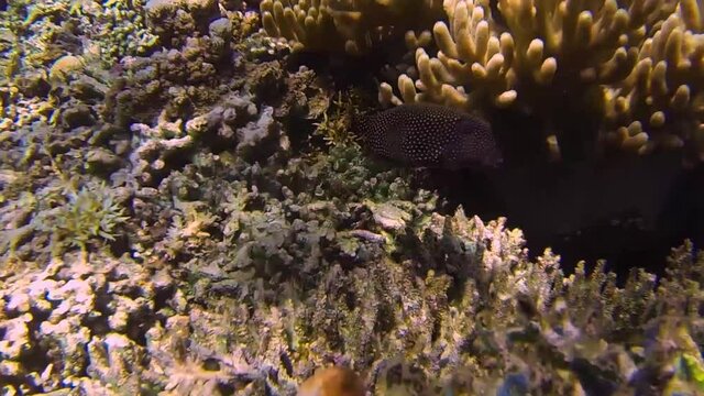 small boxfish loking at the camera