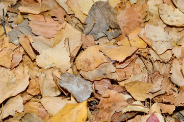close-up - fallen dry variegated leaves in autumn in the forest
