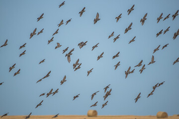 a pack of wild starlings in flight over polem