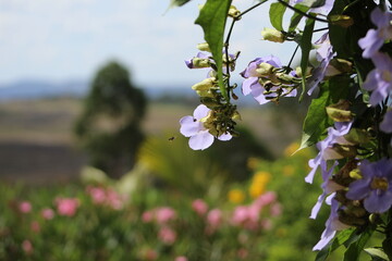 bee on blue thunbergia