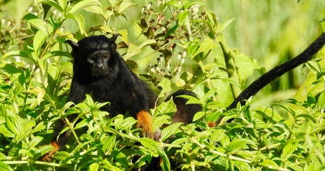 tamarin monkey on a tree 