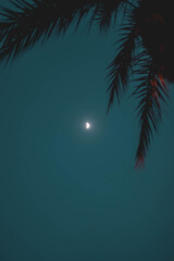 Bajo la luz de la luna