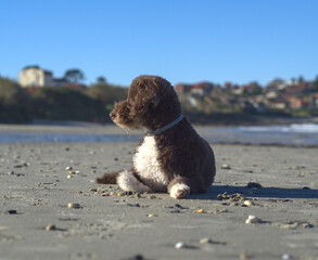 A dog on the beach looks away with a sunny day.