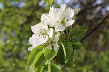 tree flowers