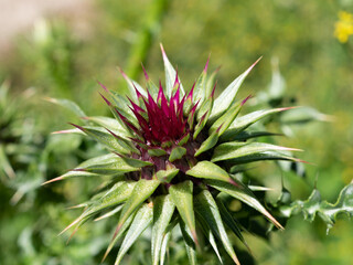 beautiful inflorescence of wild thistle