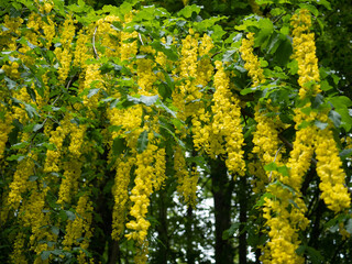 Naklejka premium Laburnum anagyroides. Branches with beautiful yellow hanging flowers of golden rain tree. Beautiful golden chain in spring forest in nature background.