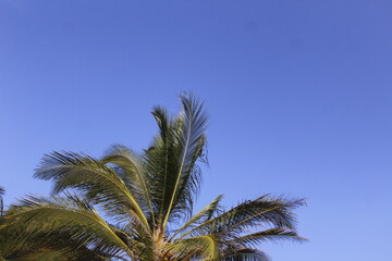 Fototapeta na wymiar palm trees against sky