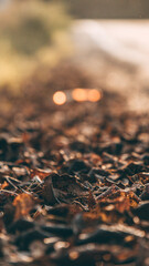 autumn leaves on the road