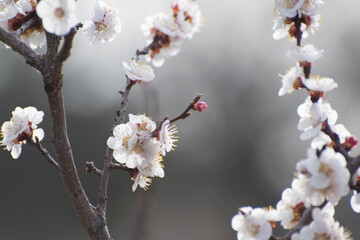 Blooming fruit garden. Flowers on apricot branches in spring.