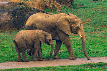 Fototapeta na wymiar African elephant mother and child walking in the grass at Cabárceno Park (Cantabria, Spain)