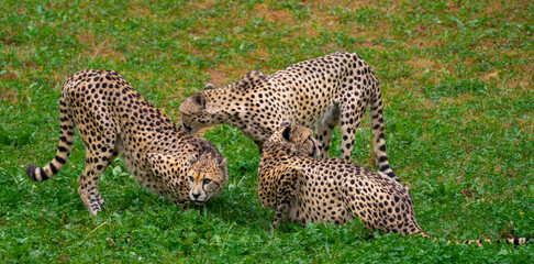 Cheetah group socializing in the grass at Cab&aacute;rceno Park (Cantabria, Spain)