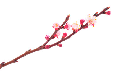 Flowering branch of apricot.