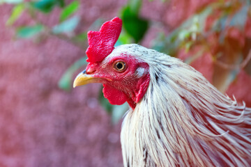 Close-up of a rooster bird 
