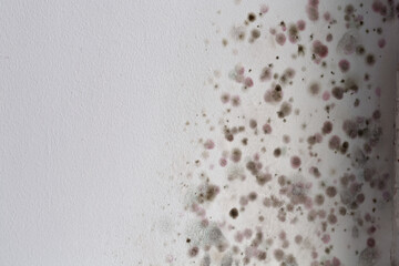 mold on the wall in the house, high humidity, the ventilation system is not working