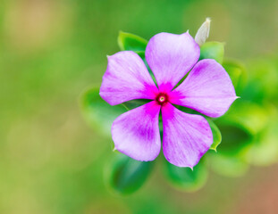 Purple vicaria flower in garden