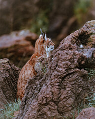 Curious and beautiful boreal lynx (Lynx lynx) in cabarceno walking on its environment and looking at the camera. This cute bobcat with vibrant colors and deep eyes 