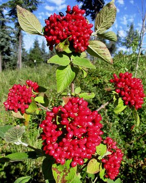Baies rouges du Viorne lantane ou Viorne mancienne (Viburnum lantana). Ext&eacute;rieur ensoleill&eacute;.